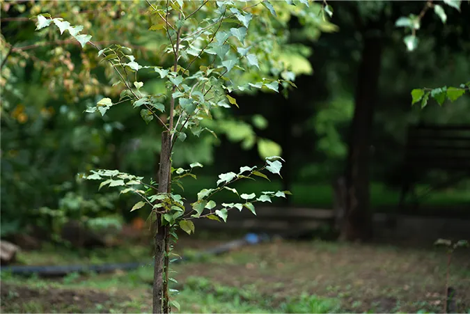 Hald Holz Energie AG_erneuerbar